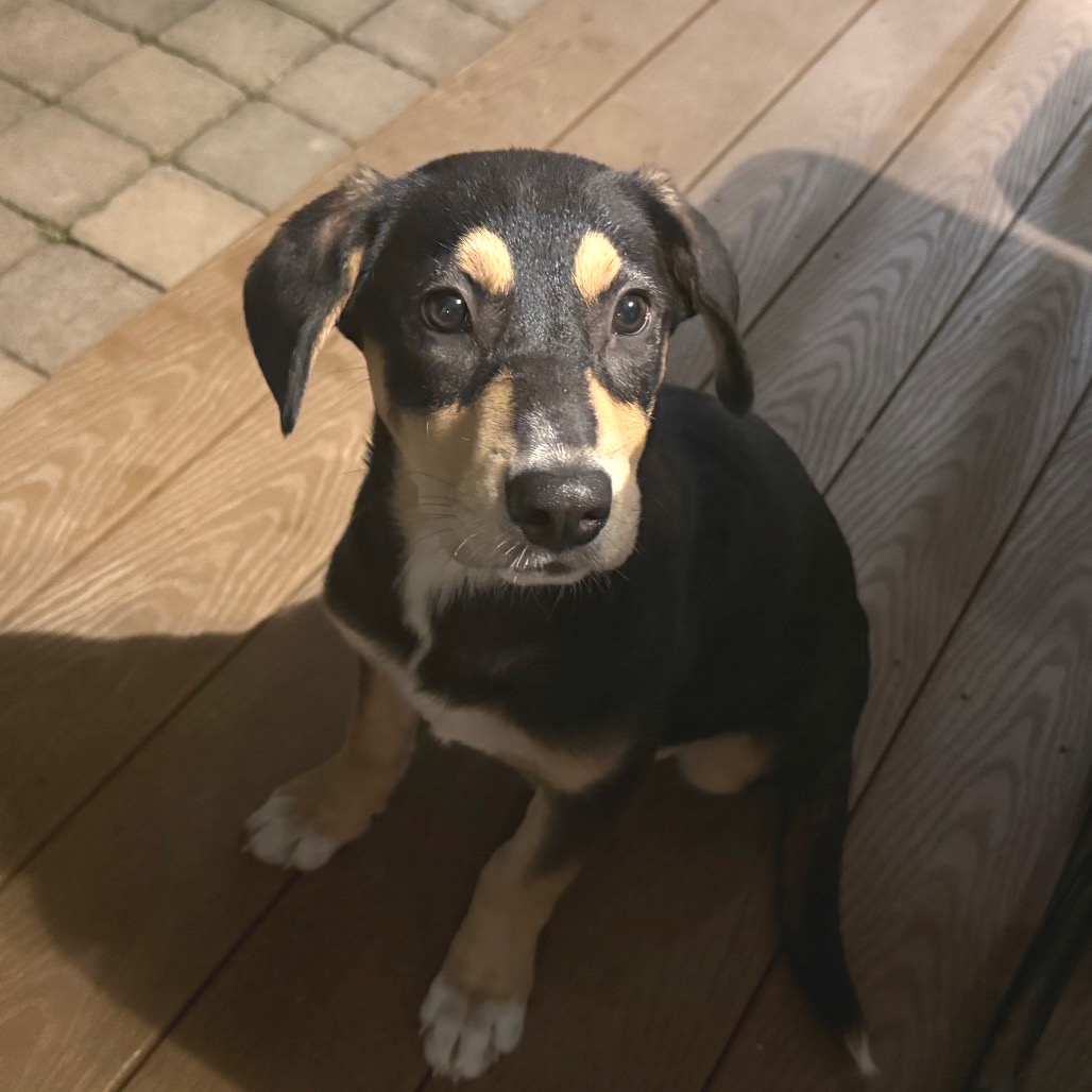 NY Janie (Foster in Yorktown Heights NY)