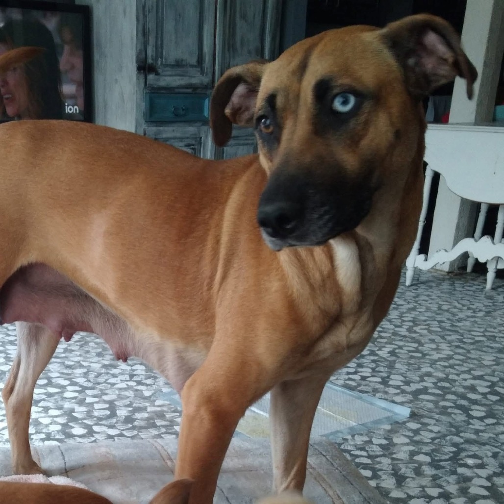 BIRDIE - Mixed Breed (Medium) for adoption in Madison