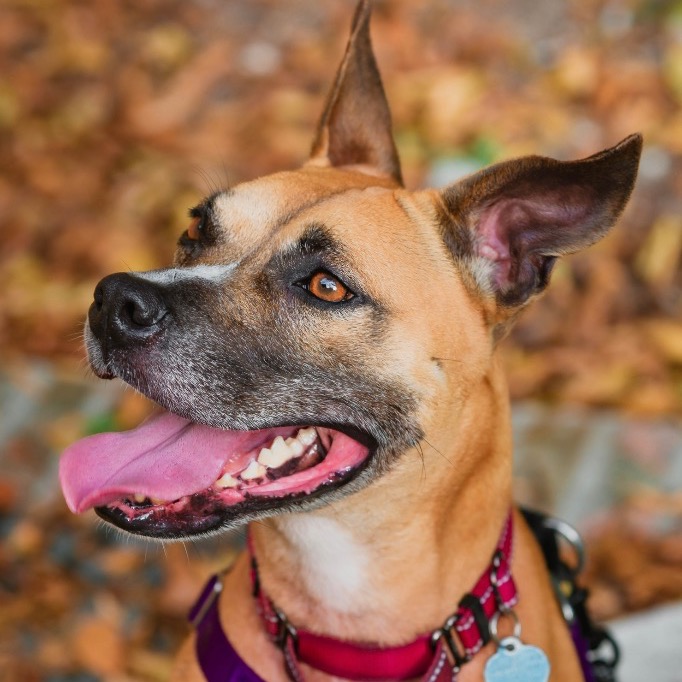 Close-up photo of Sammy