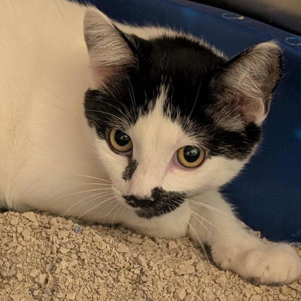 SOLEDAD (BONDED WITH HELENA) - Domestic Shorthair available for adoption
