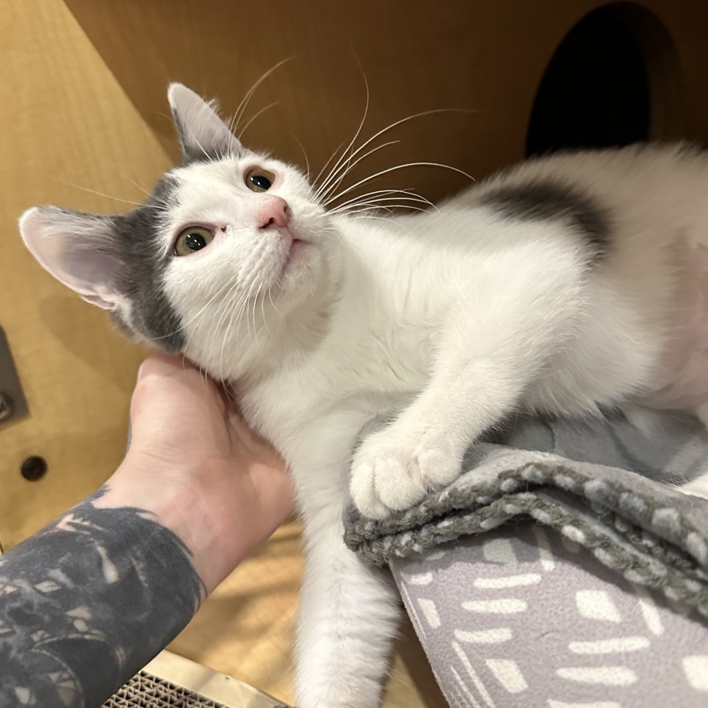 EMERALD JADE - Domestic Shorthair available for adoption
