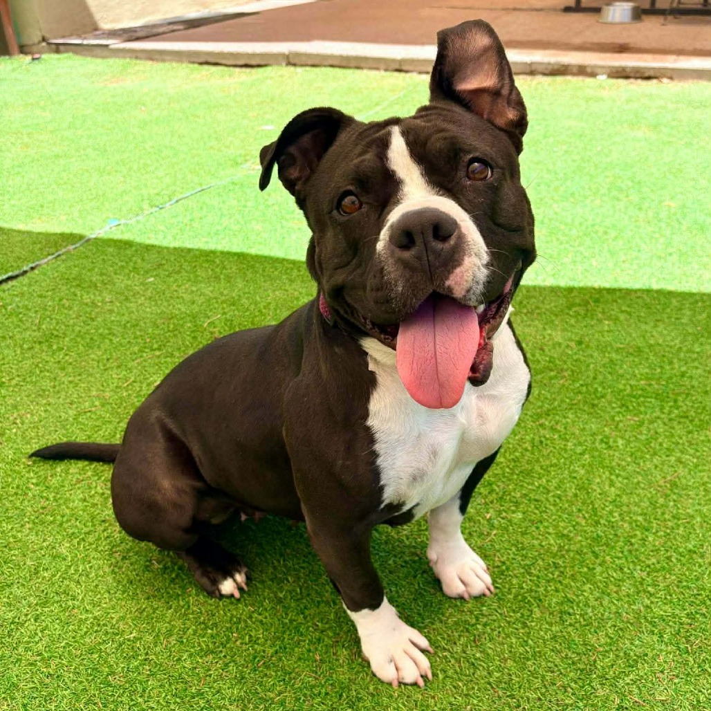 MIA - PAWS - Mixed Breed (Medium) for adoption in Las Cruces