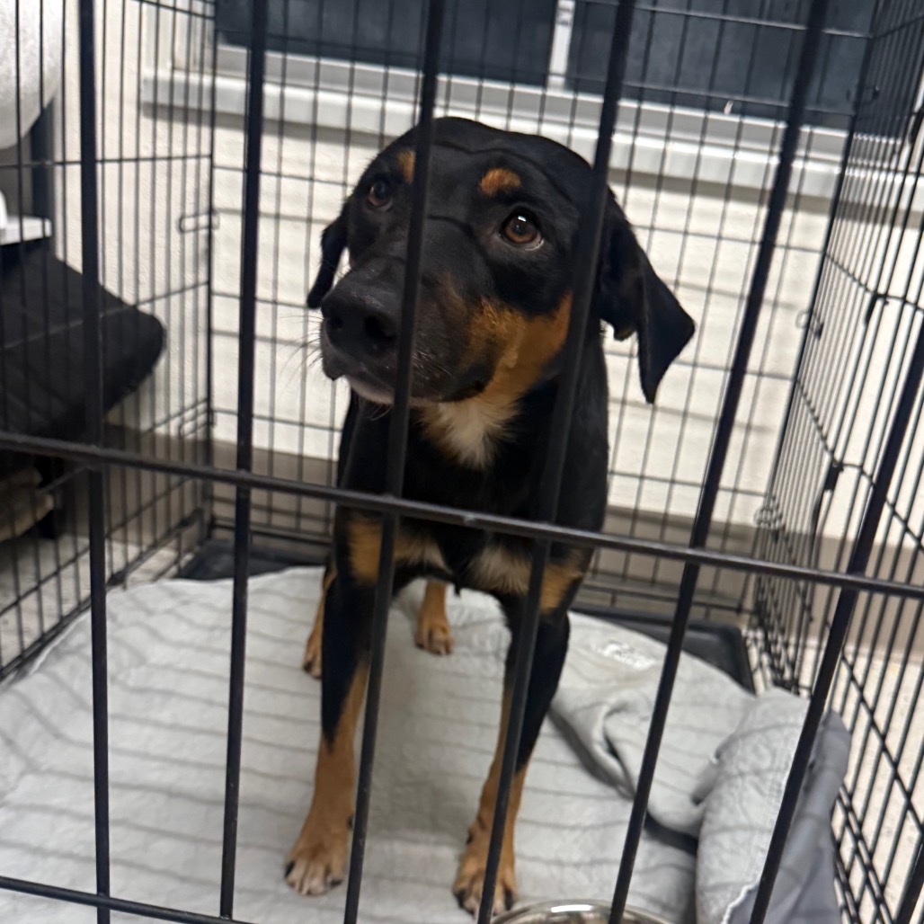STONE - Hound, Black and Tan Coonhound / Beauceron available for adoption