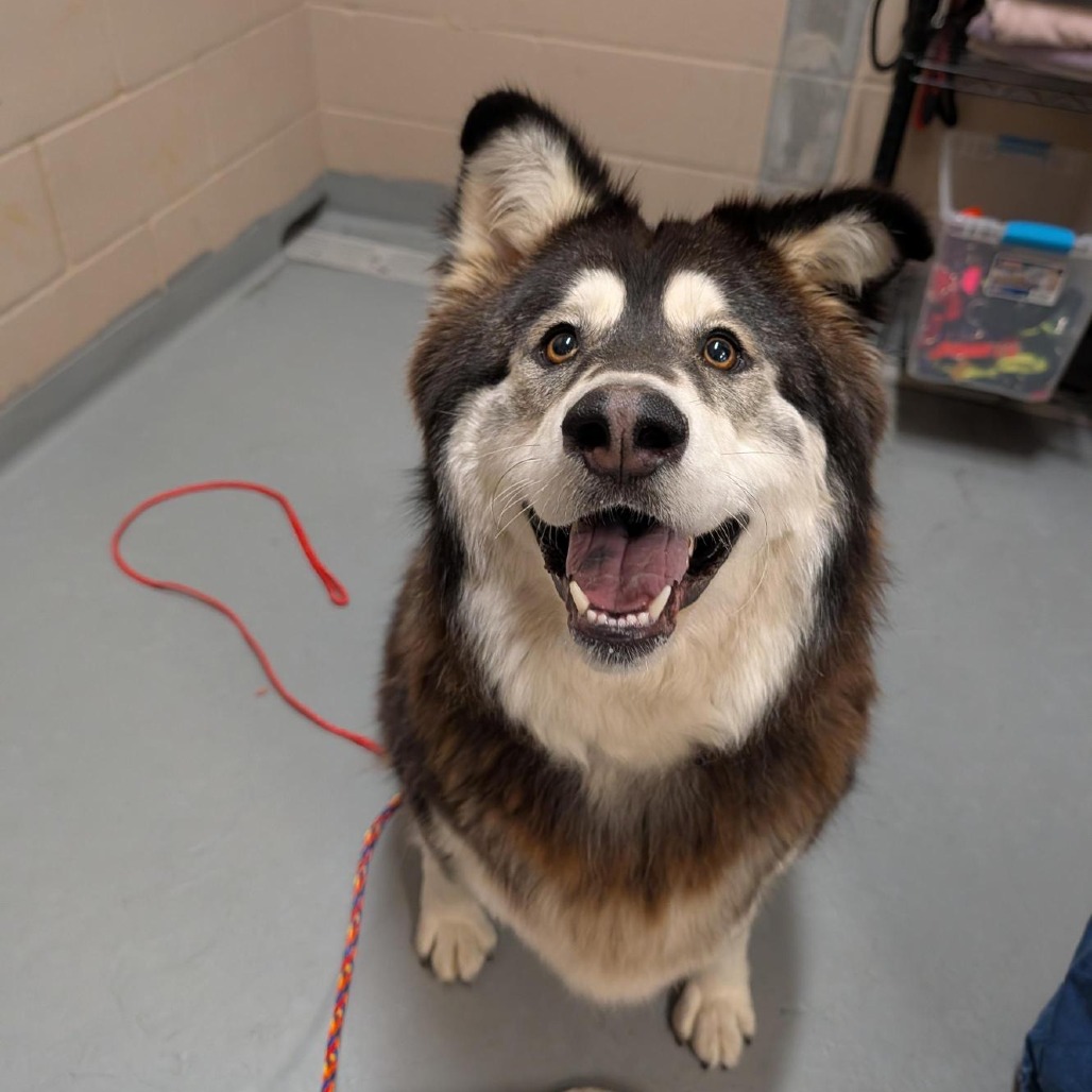 Siberian Husky