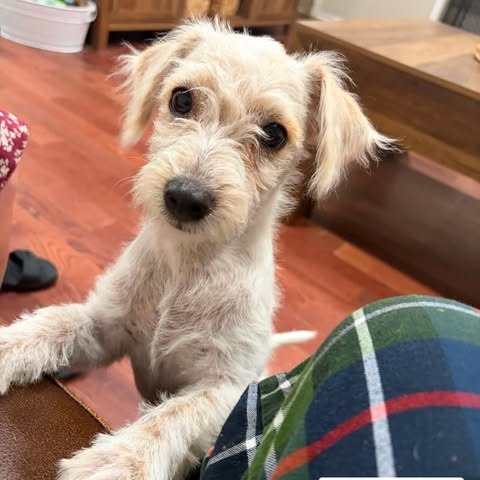 Bert