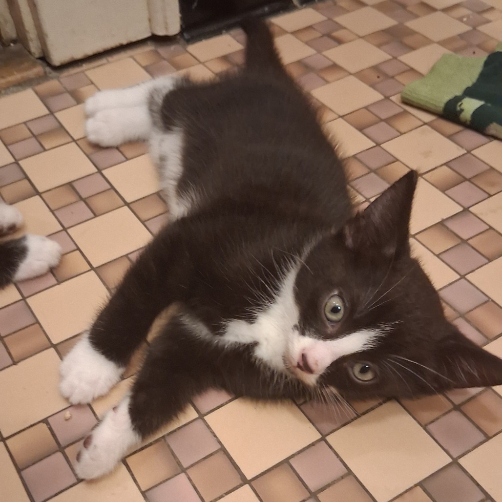 Tuxedo C12252