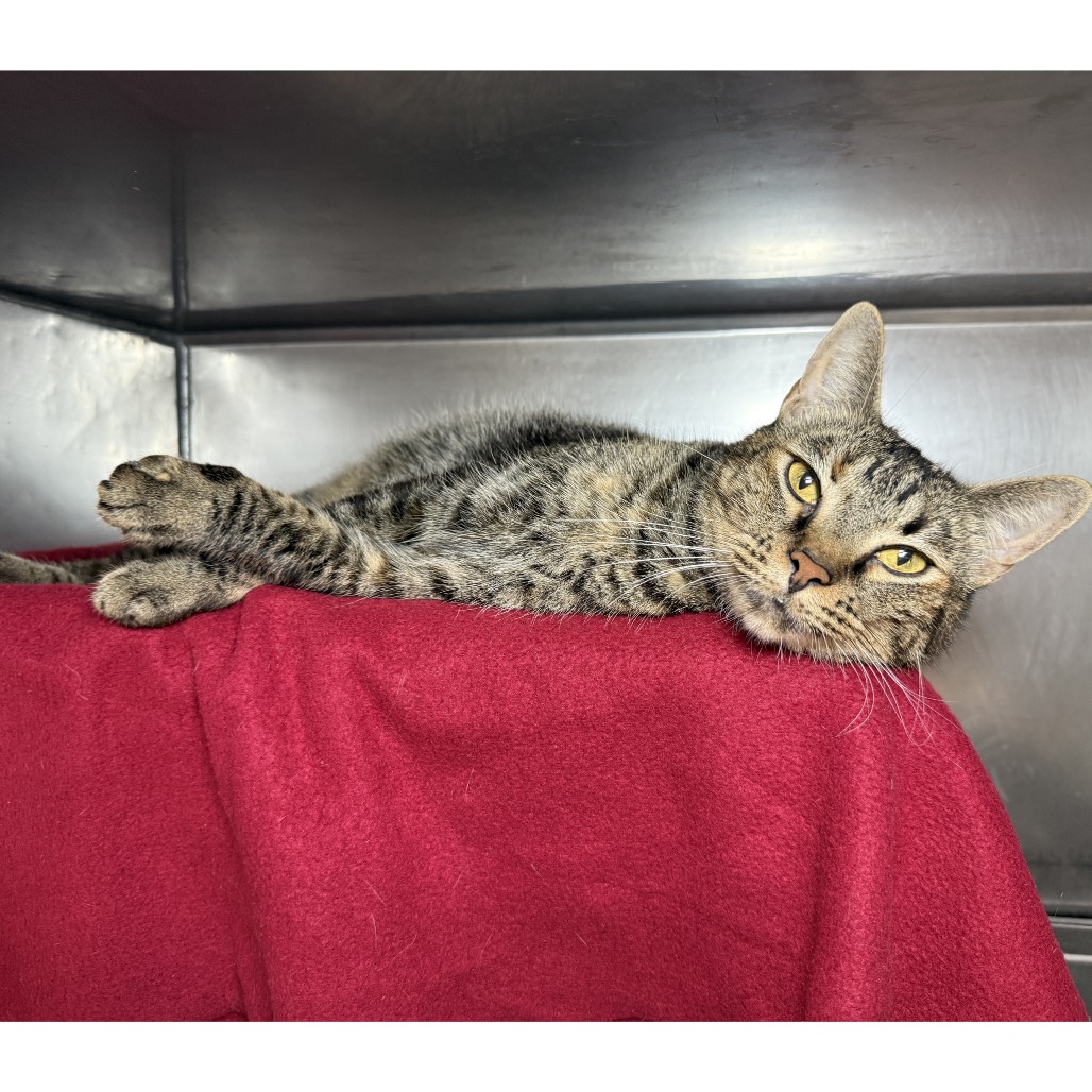 Sparklehoof — thumbnail 9