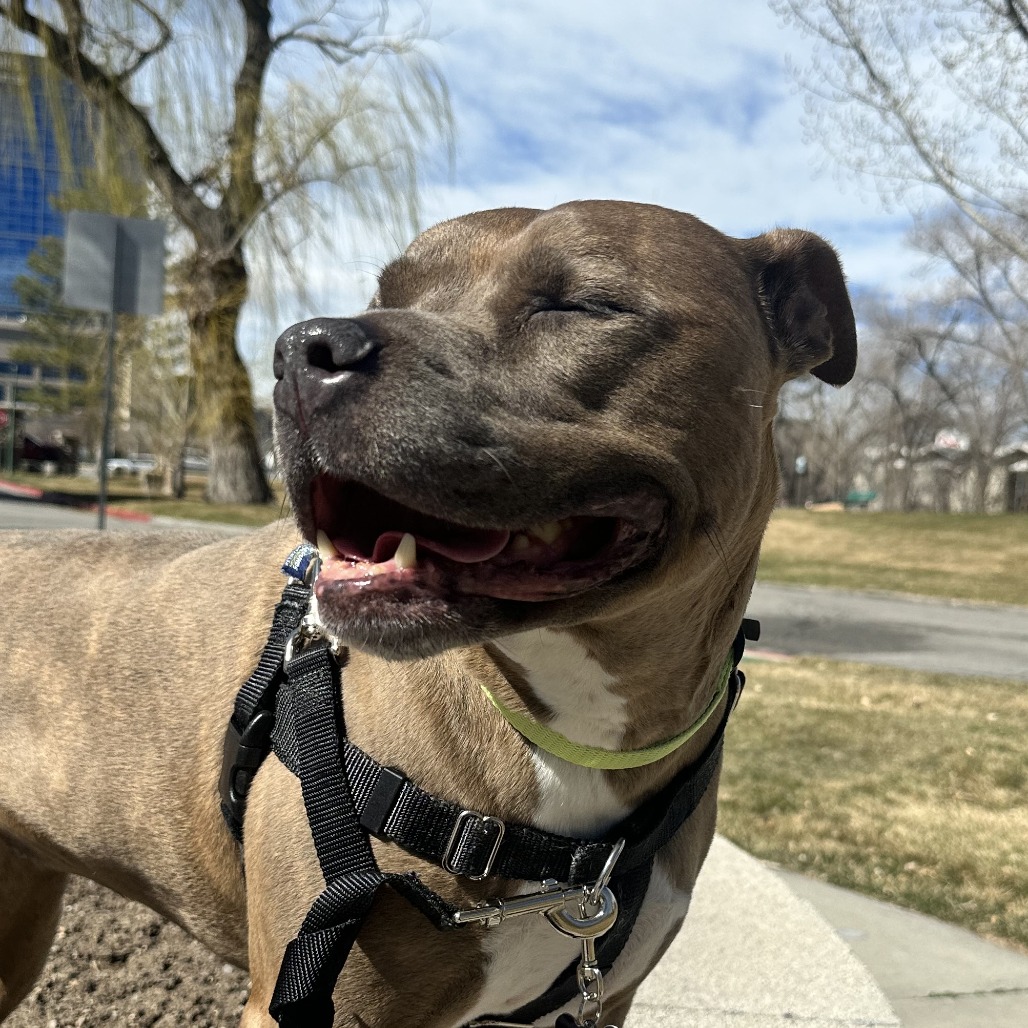 Lulu — thumbnail 5