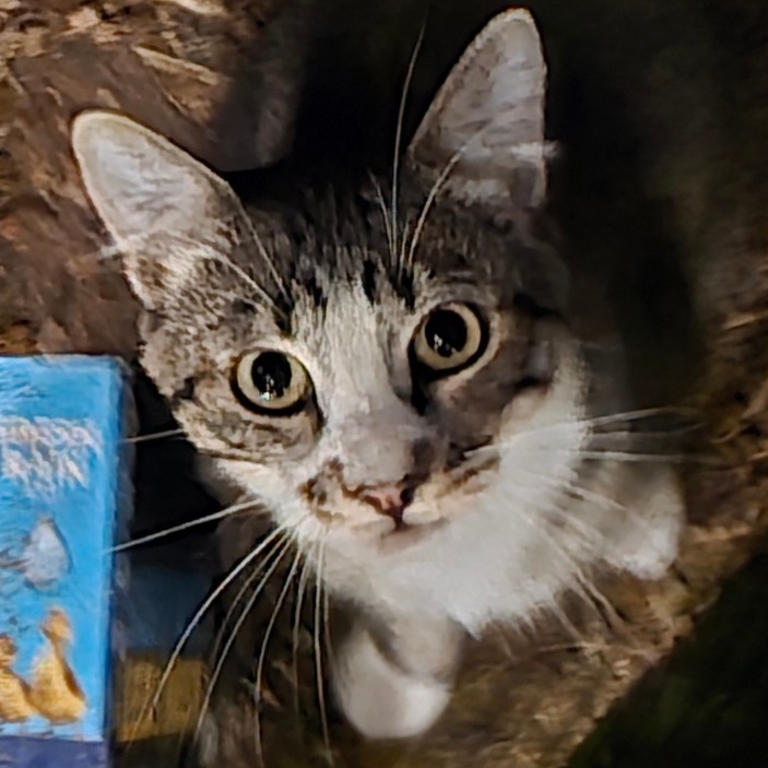 RIO - Domestic Shorthair available for adoption