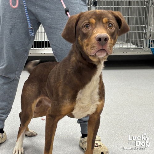 JACK - Retriever, Labrador / Shepherd available for adoption