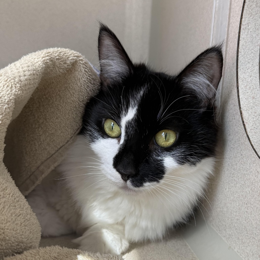 Jessie - Domestic Medium Hair