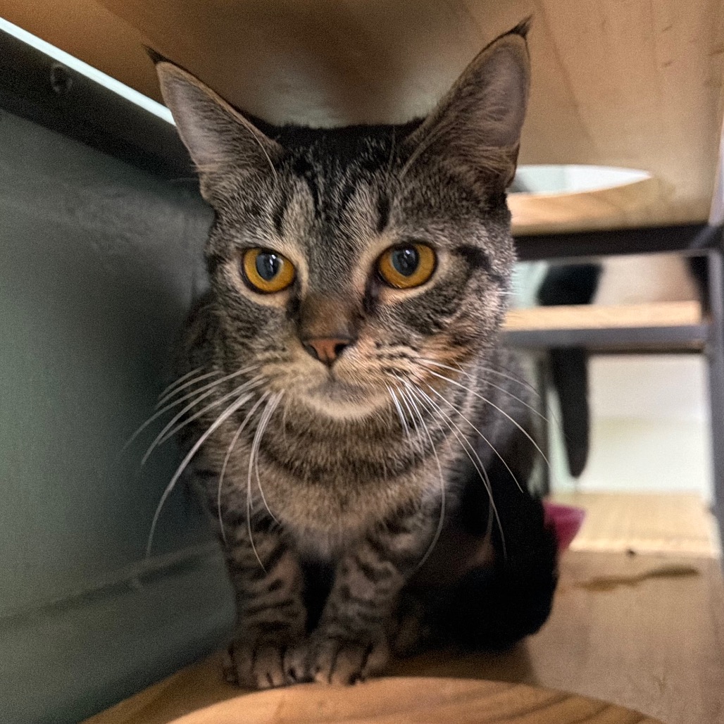 Yzma, photo 14