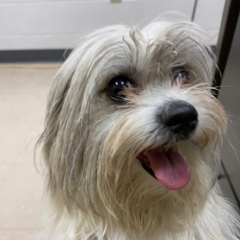 Photo of PGH-Stray-120239 3