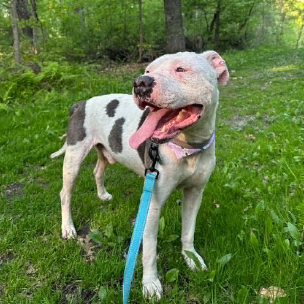 Adoptable Dogs — Rescue Network