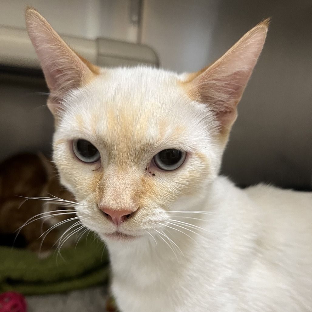 GOUDA - Domestic Shorthair available for adoption