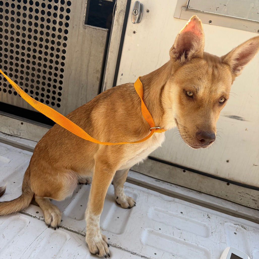 BINDI - Shepherd / Mixed Breed (Medium) available for adoption