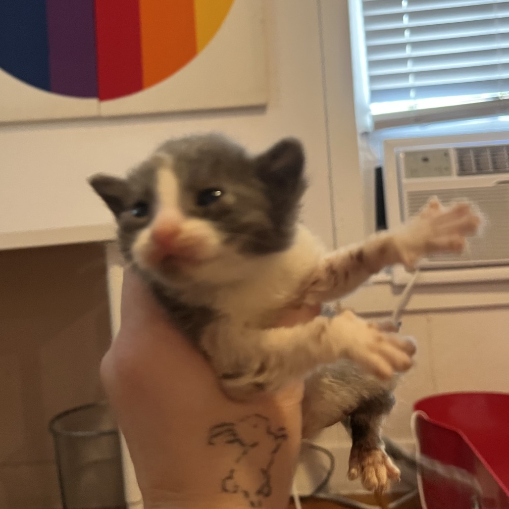 RHEA - Domestic Shorthair available for adoption