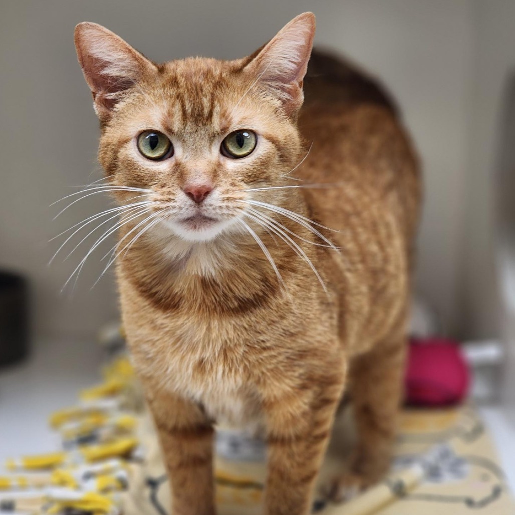 Schmaltz — thumbnail 2