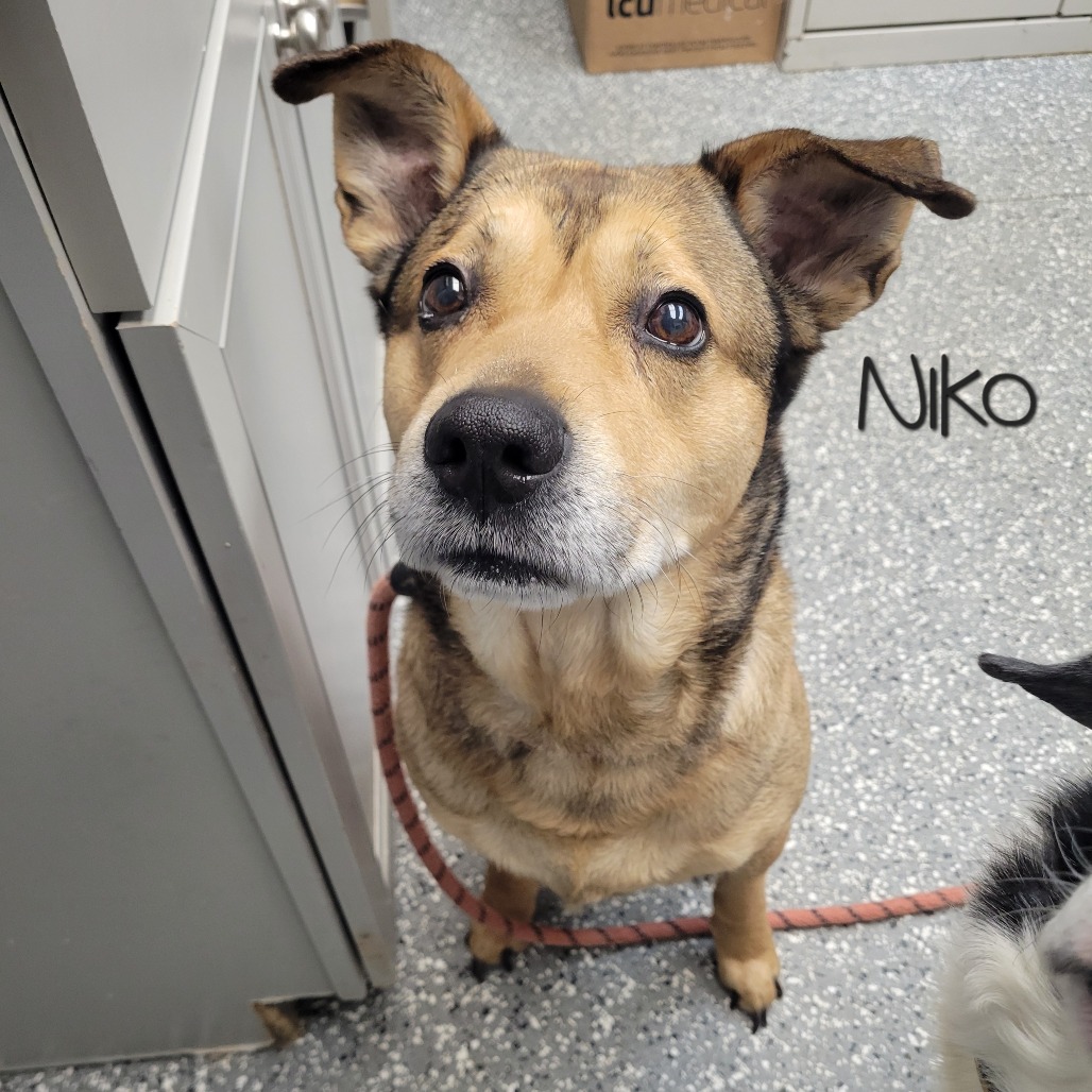 Niko — thumbnail 2