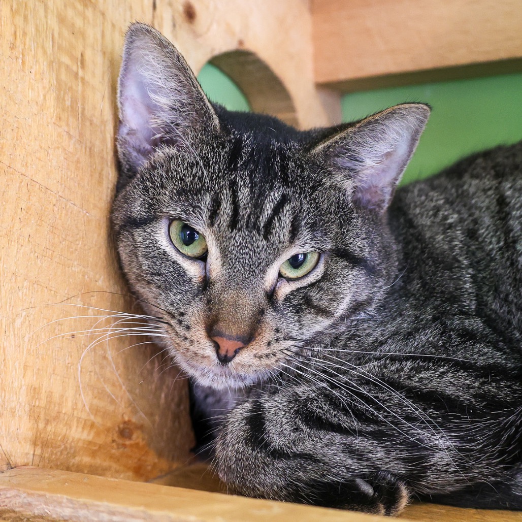 Sakay — thumbnail 5