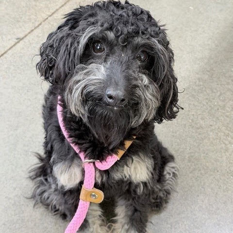 Kennel#33 Marley's preview photo