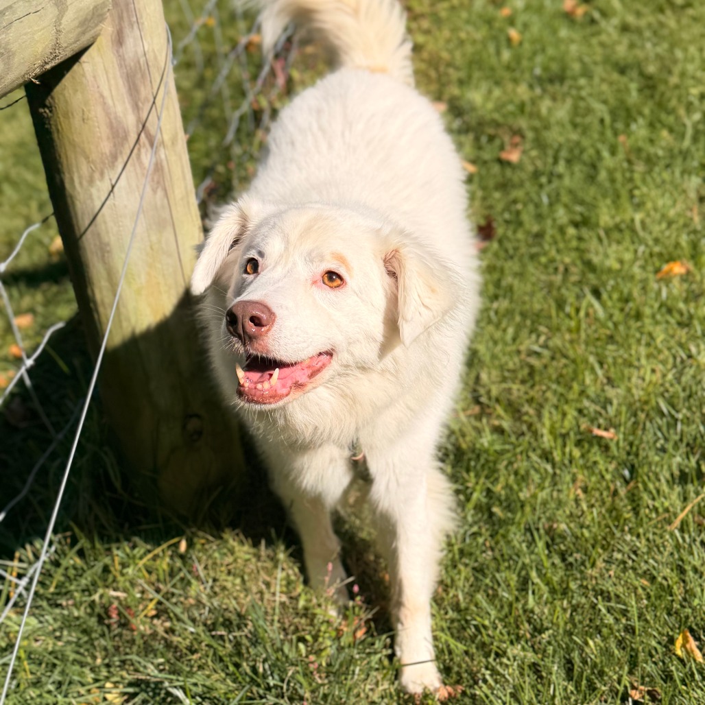 Gigi (bonded with Gable) photo 7