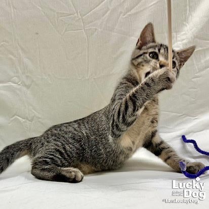 TOBY - Domestic Shorthair available for adoption