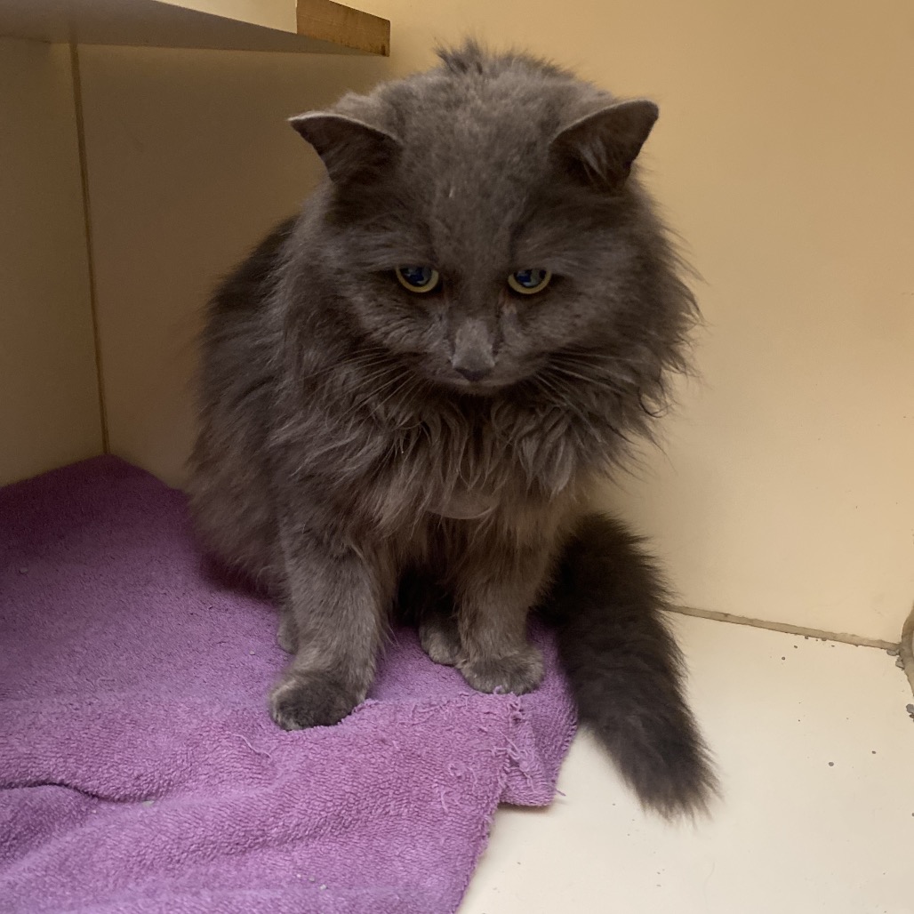 Silas — thumbnail 2