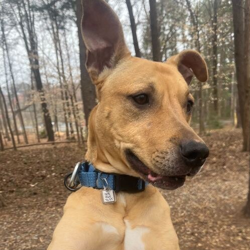 Nala — thumbnail 3