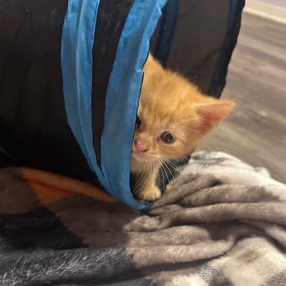 BUTTERCUP - Domestic Shorthair available for adoption