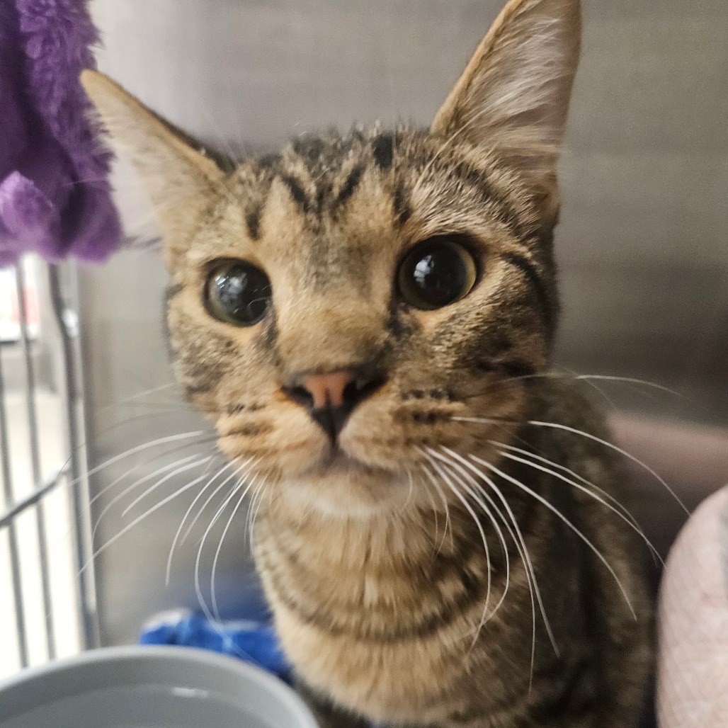 ACORN - Domestic Shorthair available for adoption