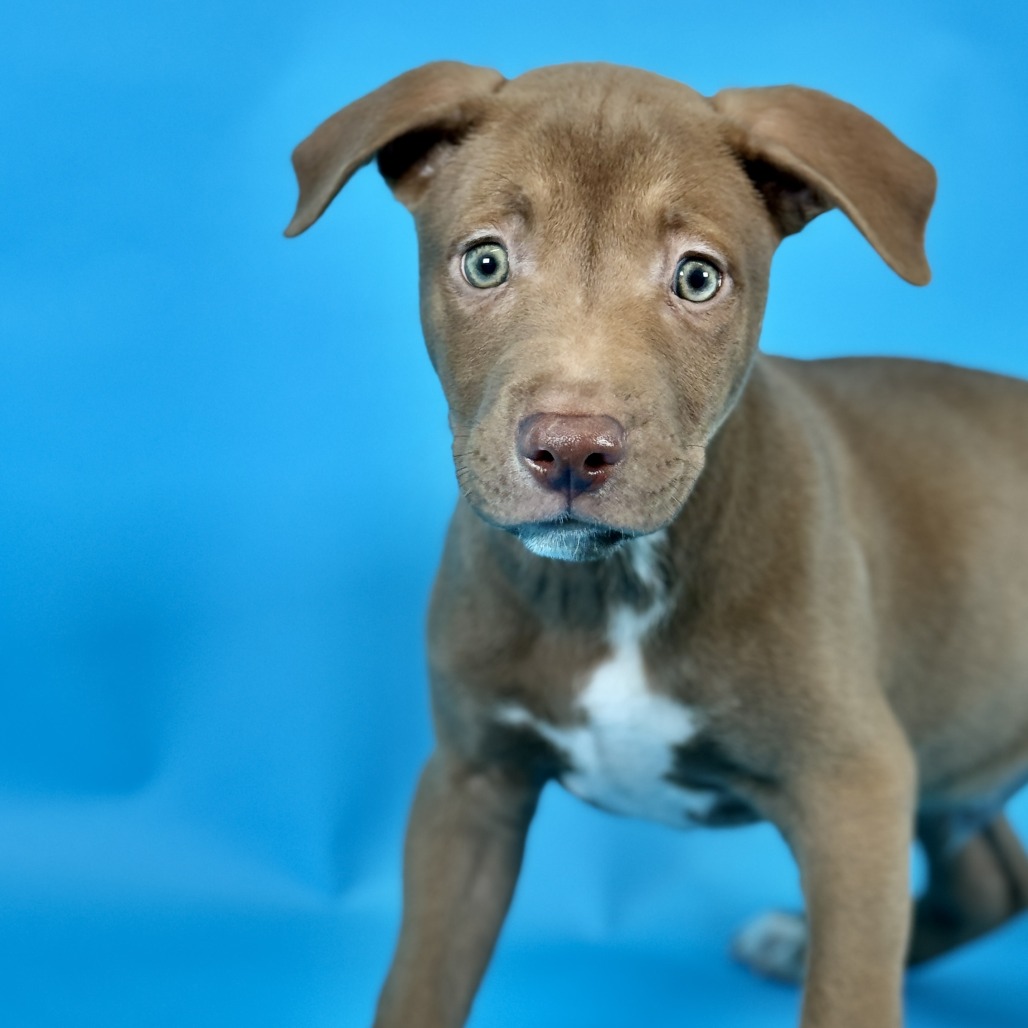 Chocolate Sprinkles — thumbnail 3