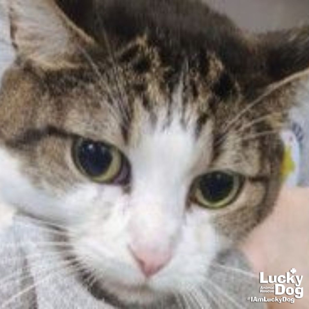 SPIKE - Domestic Shorthair available for adoption