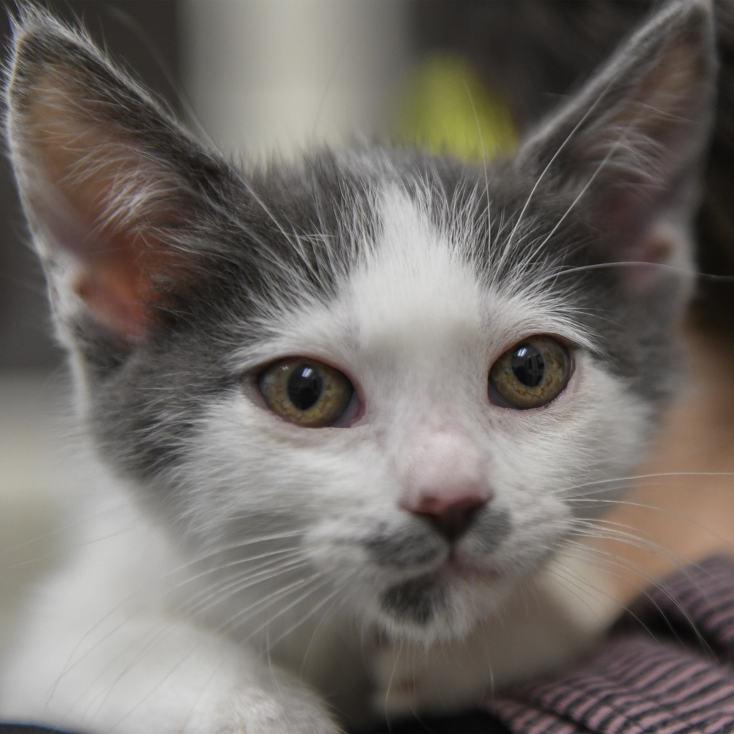 Trace - Domestic Shorthair