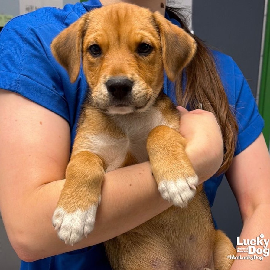 SWEET TRAVIS - Beagle / Retriever, Labrador available for adoption