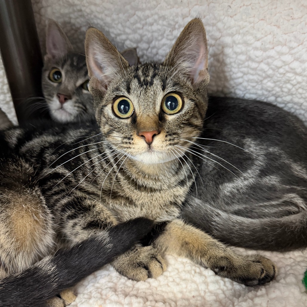 MERRY - Domestic Shorthair available for adoption