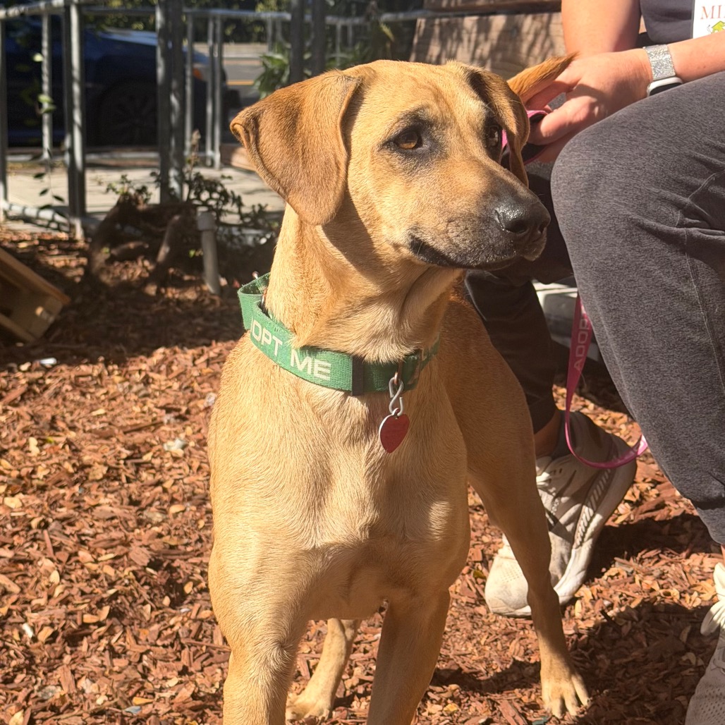 NALA