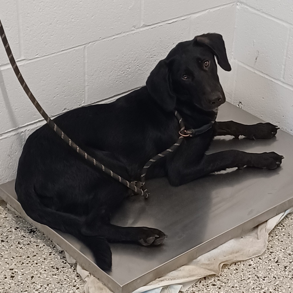THE HOUND - Retriever, Labrador / Whippet available for adoption