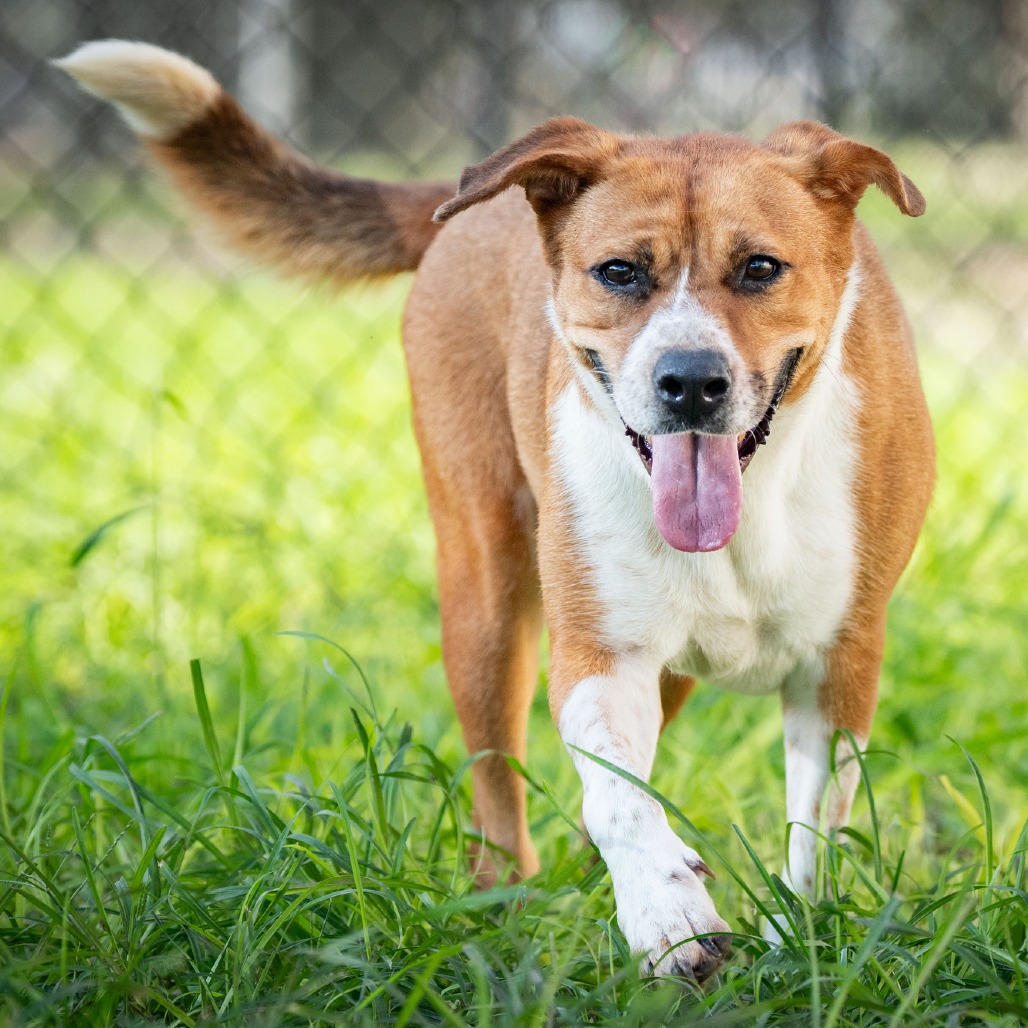 PIXIE - Shepherd for adoption in Edinburg