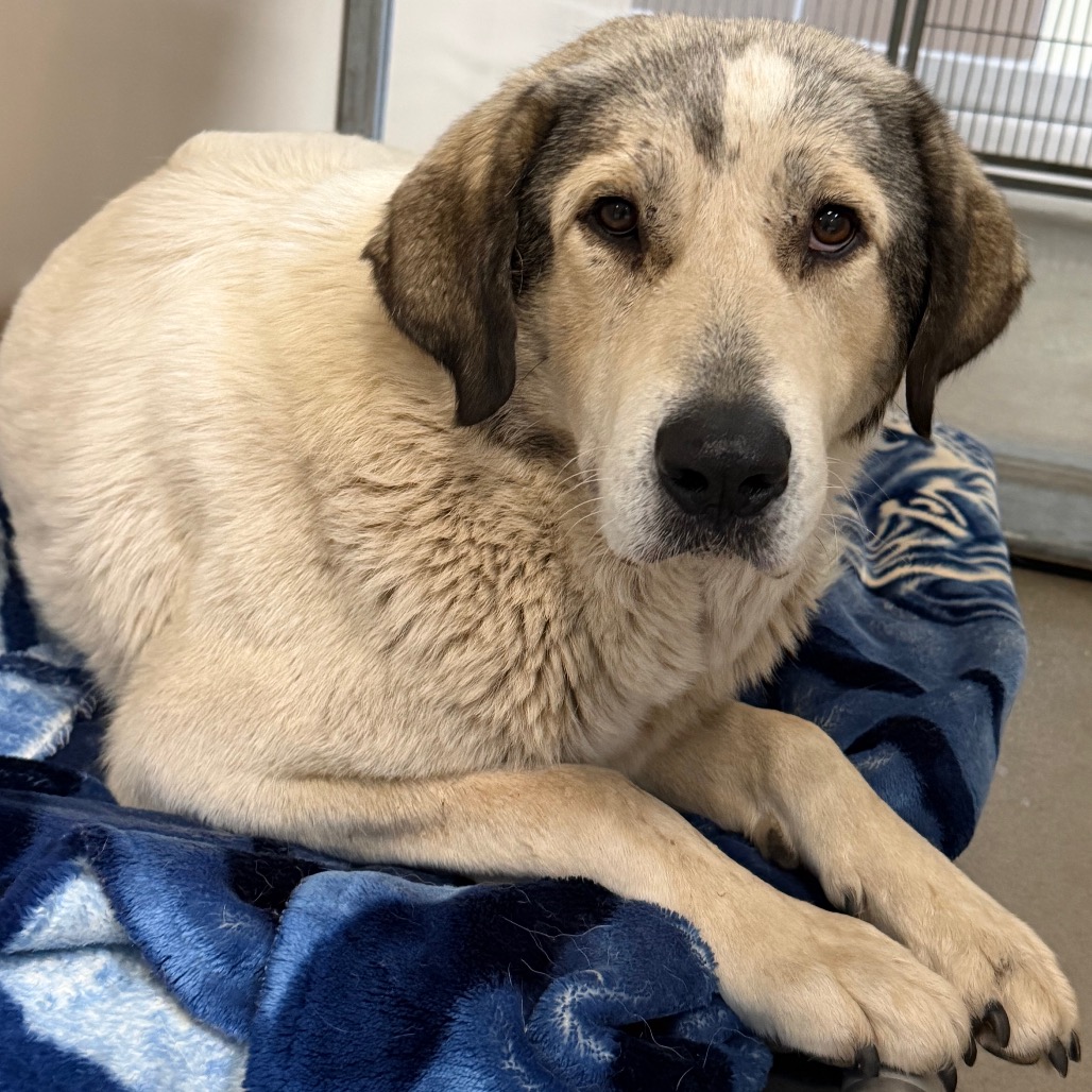 Kennel#27 Annie's preview photo