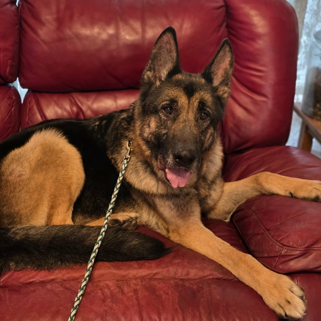 Weston, available for adoption