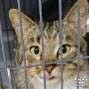 BARNEY - Domestic Shorthair available for adoption