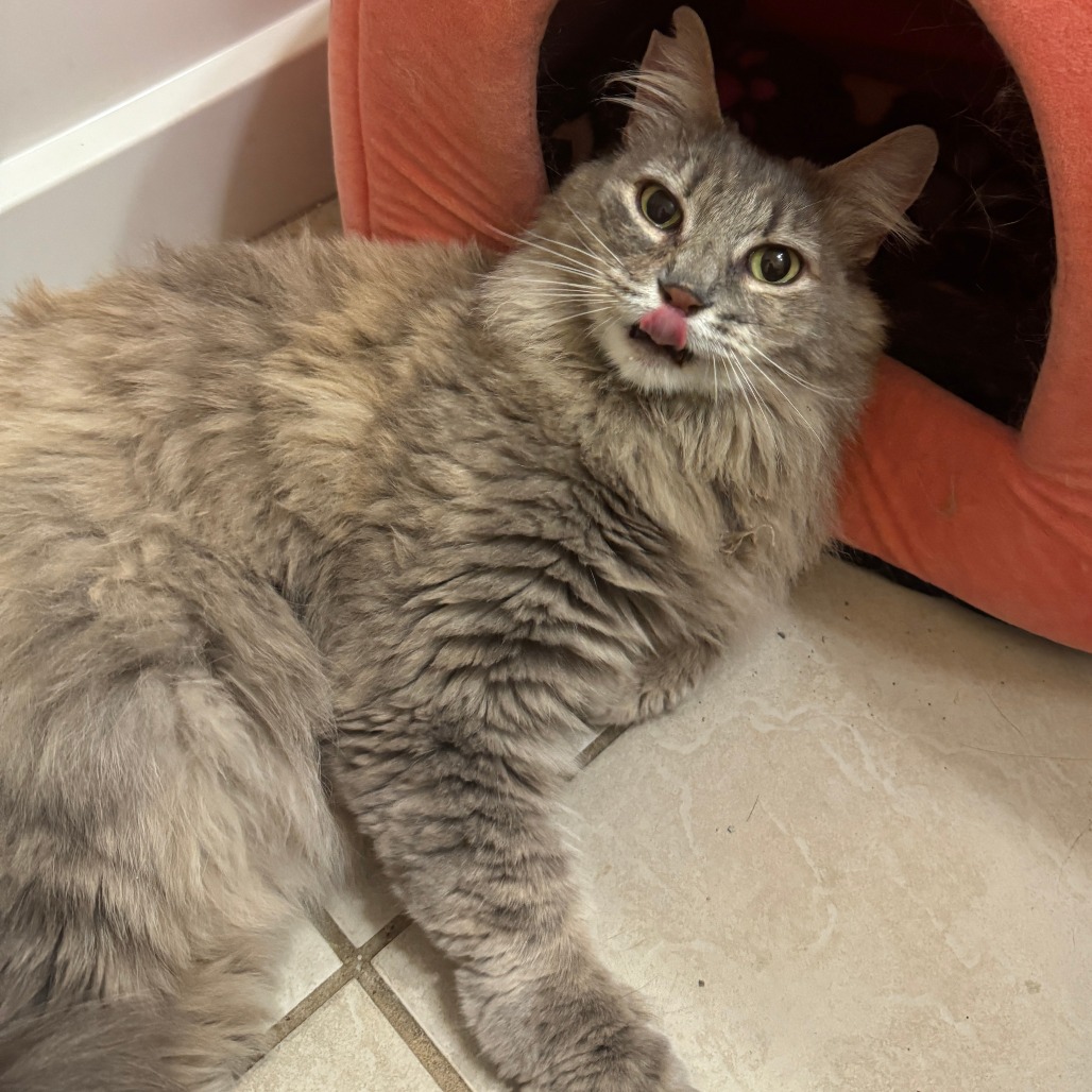 Cloud - Domestic Longhair