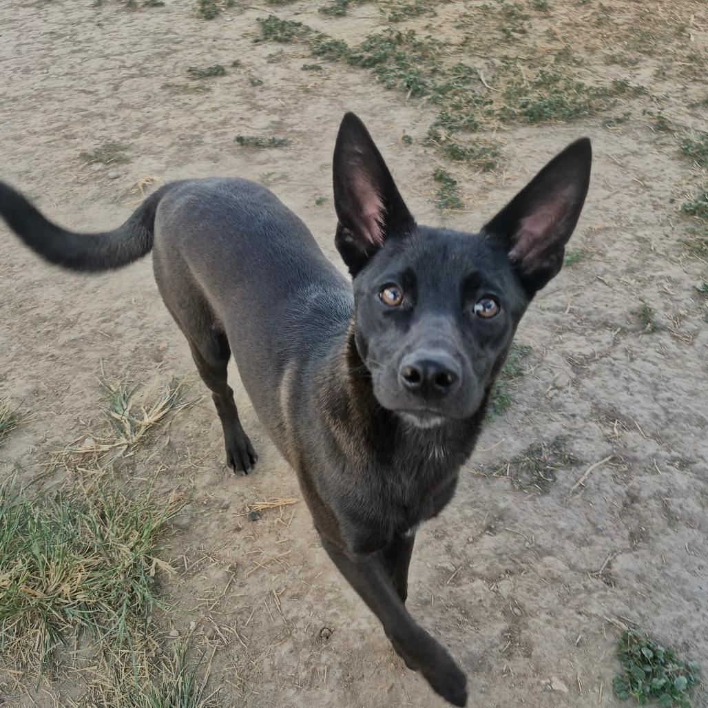 BUZZ - Shepherd available for adoption