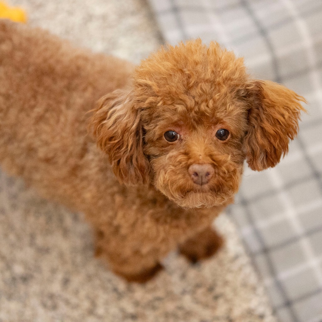 Chase (F26-05), photo 14