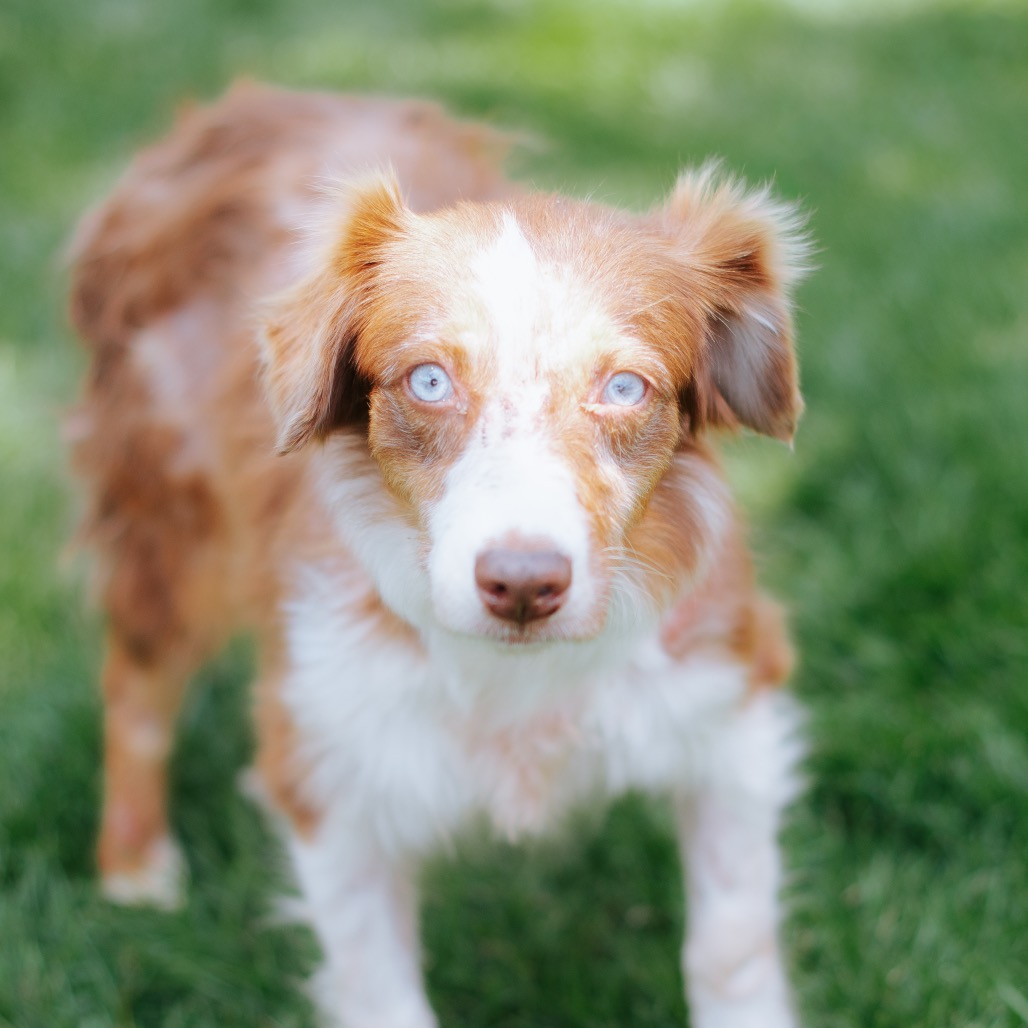 Australian Shepherd