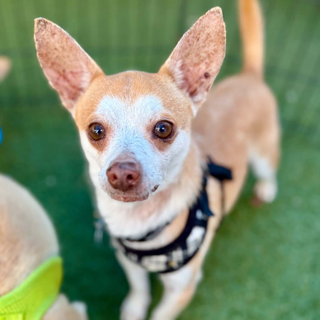 Image of Fieto looking at the camera