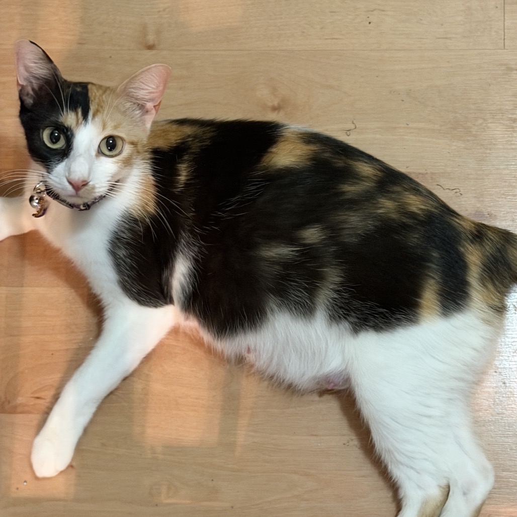 Peaches, photo 4