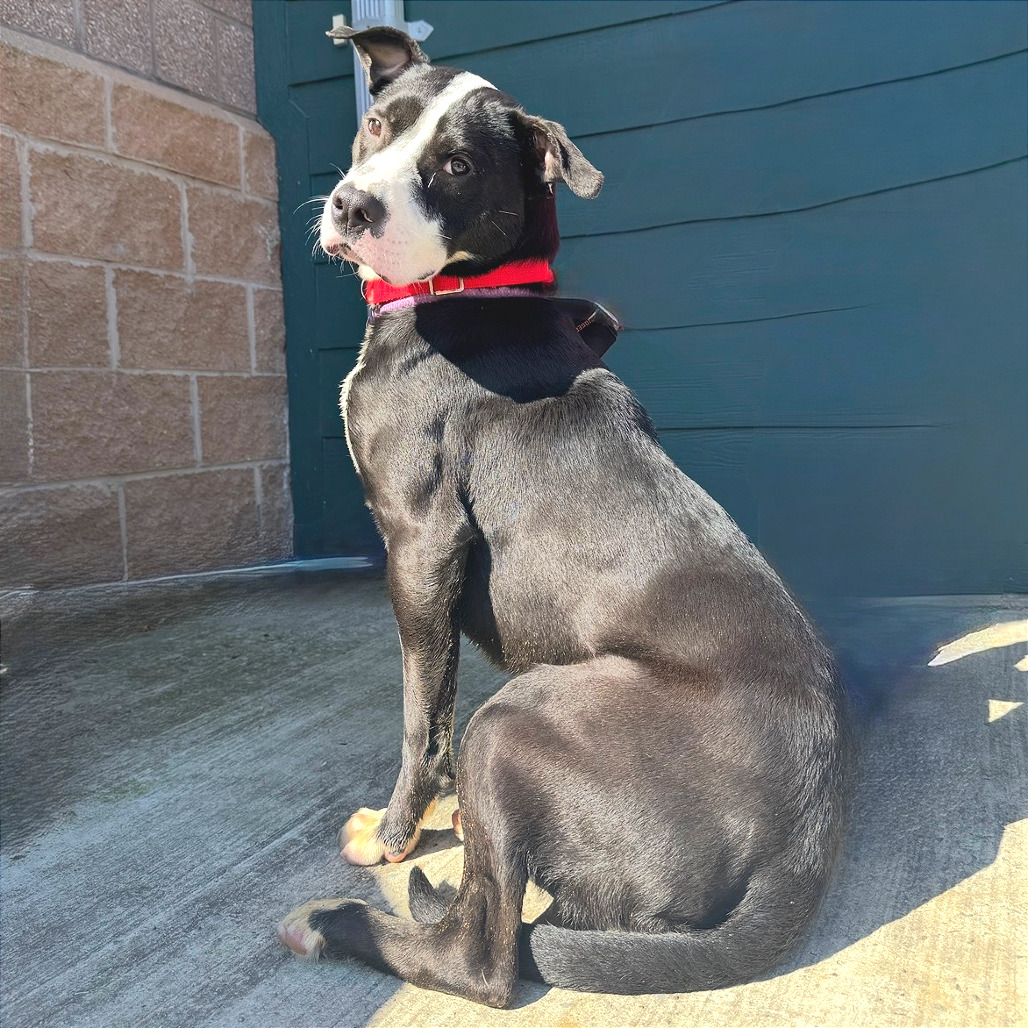 Mudpie — thumbnail 6