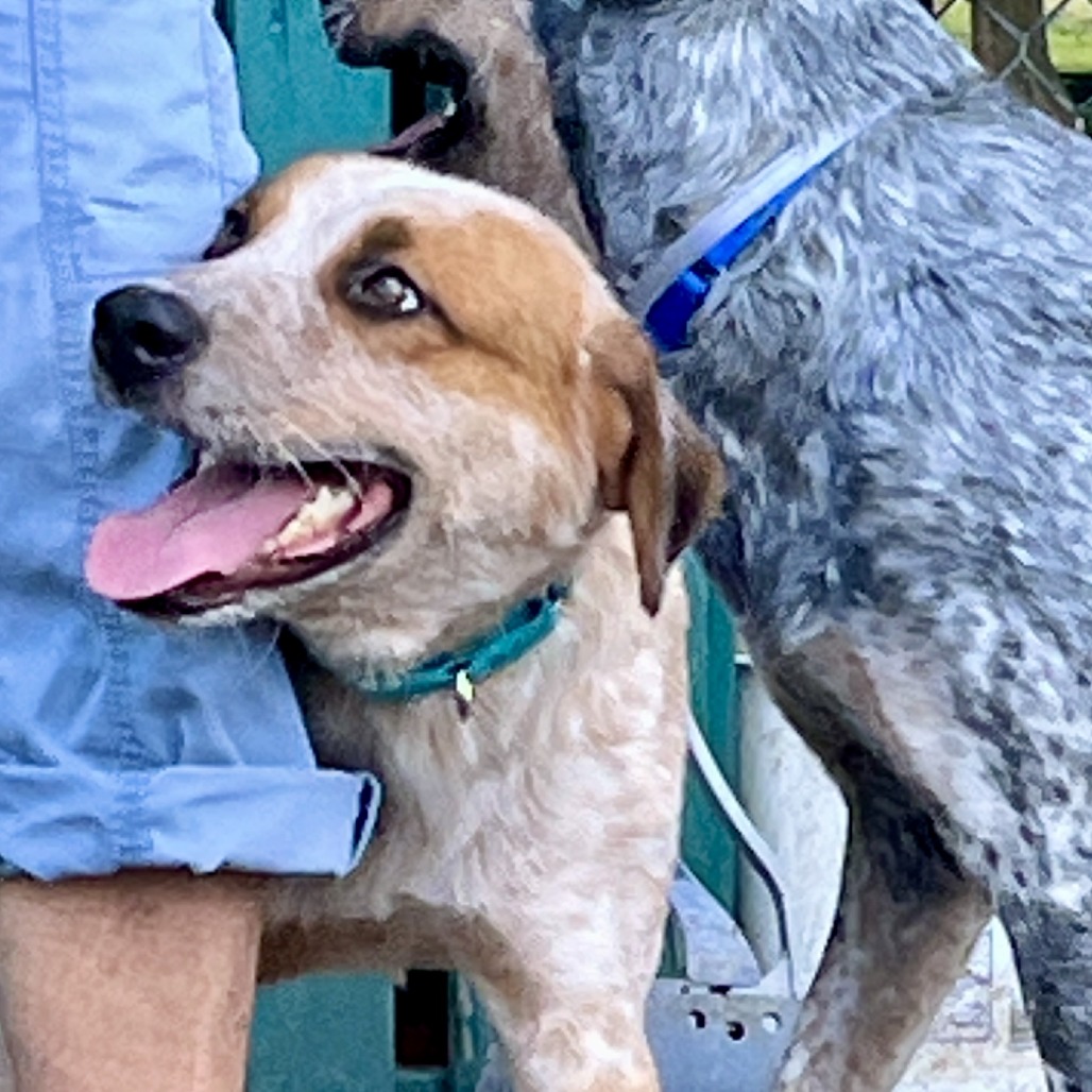 MORPHE - Cattle Dog / Australian (Red Heeler) available for adoption